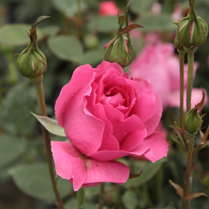 Poзa Розариум Уетерсен® - розовая - Лазающая плетистая роза (клаймбер) 